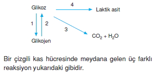 Destekvehareketsistemikonutesti4001