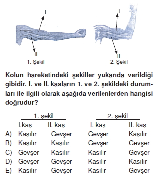 Destekvehareketsistemikonutesti4004