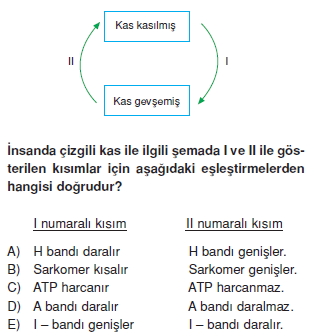 Destekvehareketsistemikonutesti5002