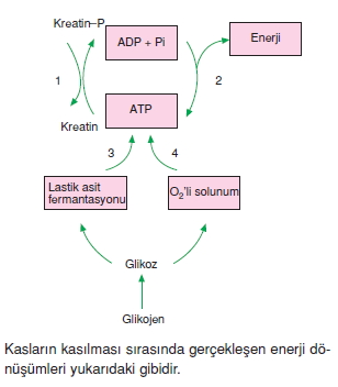 Destekvehareketsistemikonutesti5005