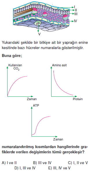 Dokularcözümlütest2002