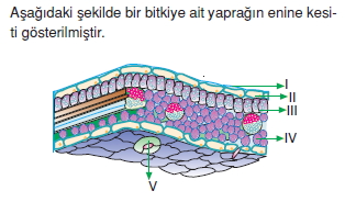 Dokularcözümlütest1001