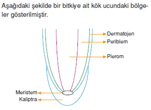 Dokularcözümlütest1004