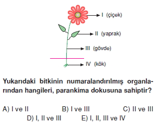 Dokularkonutesti1002