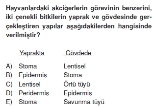 Dokularkonutesti1004