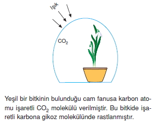 Dokularkonutesti3001