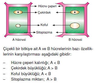 Dokularkonutesti3005