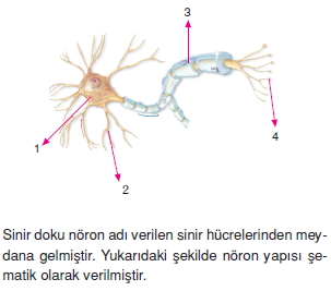 Dokularkonutesti5001