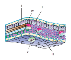 Dokularkonutesti5002