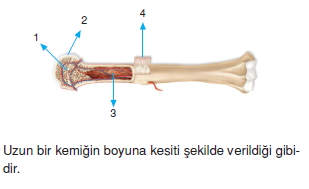 Dokularkonutesti5005