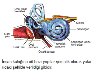 Duyuorganlarıckonutesti1003