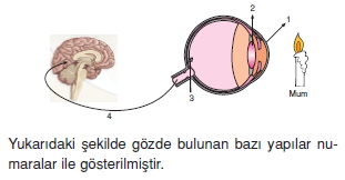 Duyuorganlarıckonutesti3001