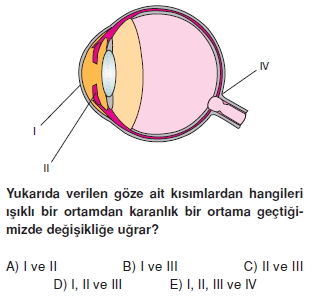 Duyuorganlarıcözümlütest2005