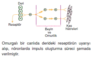 Duyuorganlarıcözümlütest2006