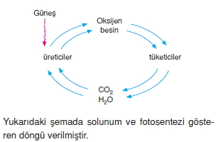 Ekolojicözümlütest1003