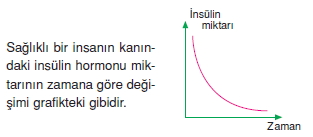 Endokrinsistemcözümlütest1002