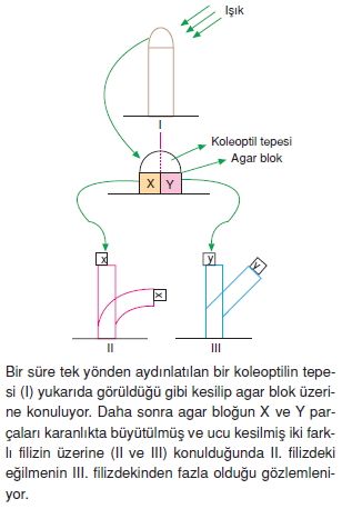 Endokrinsistemcözümlütest1005