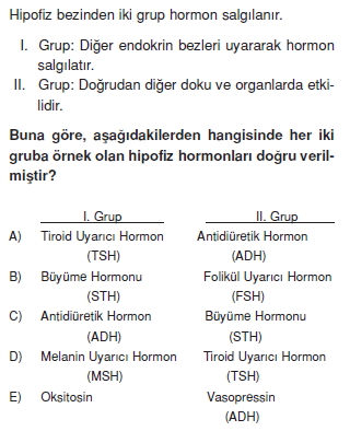 Endokrinsistemcözümlütest1006