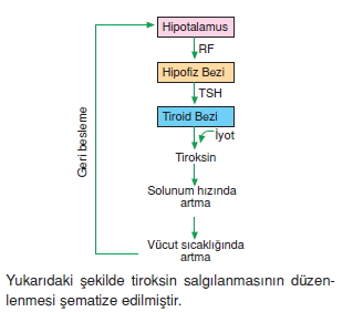 Endokrinsistemcözümlütest1007