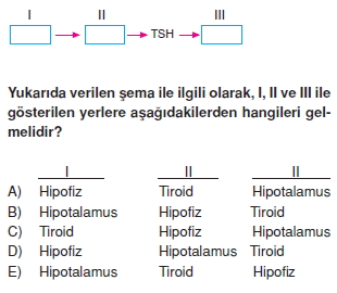 Endokrinsistemkonutesti1003