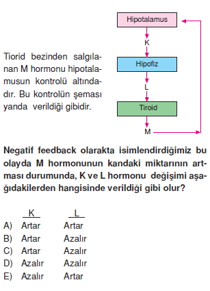 Endokrinsistemkonutesti2004