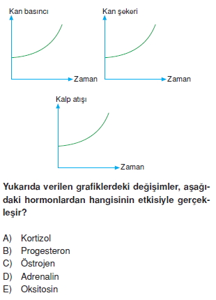 Endokrinsistemkonutesti4004