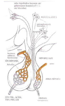 Endokrinsistemkonutesti5002