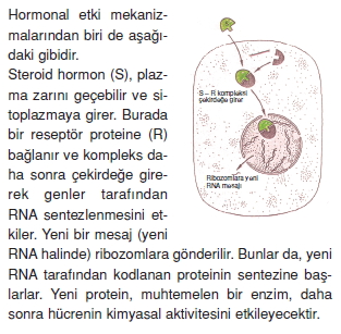 Endokrinsistemkonutesti5003