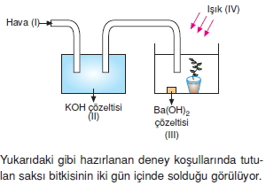 Fotosentezcözümlütest1008