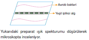 Fotosentezcözümlütest2004