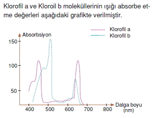 Fotosentezkonutesti1003