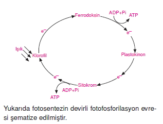 Fotosentezkonutesti1004