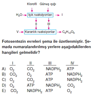 Fotosentezkonutesti2001