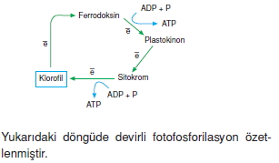 Fotosentezkonutesti2010