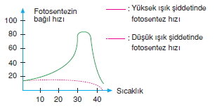 Fotosentezkonutesti4006