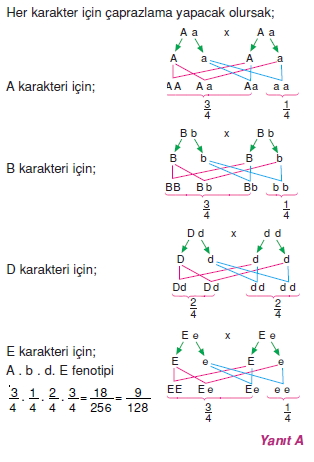 Kalitimcözümler1002