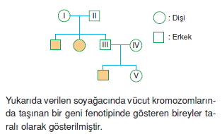 Kalitimcözümlütest1006