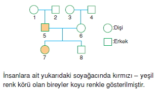 Kalitimcözümlütest1007