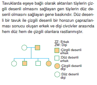 Kalitimcözümlütest1012