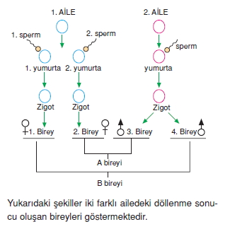 Kalitimkonutesti4007