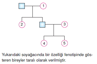 Kalitimkonutesti6003