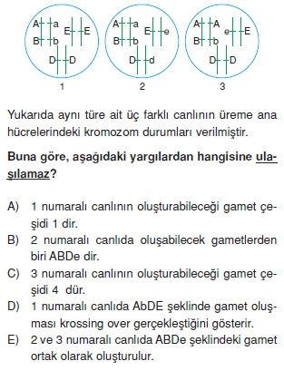 Kalitimkonutesti6006