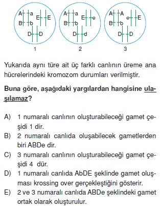 Kalitimkonutesti6006