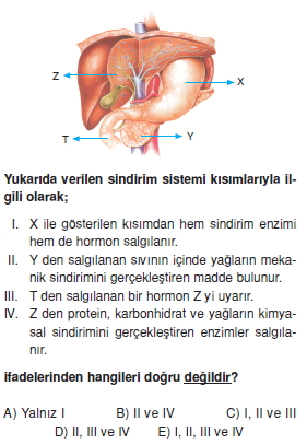 Sindirim Sistemi Cozumlu Test 2 Bilgicik Com Bilgicik Com