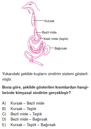 Sindirimsistemikonutesti2001