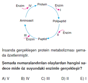 Sindirimsistemikonutesti2002