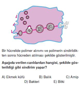 Sindirimsistemikonutesti2003