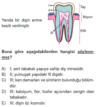 Sindirimsistemikonutesti2005