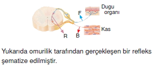 Sinirsistemicözümlütest2003