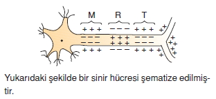 Sinirsistemicözümlütest2004